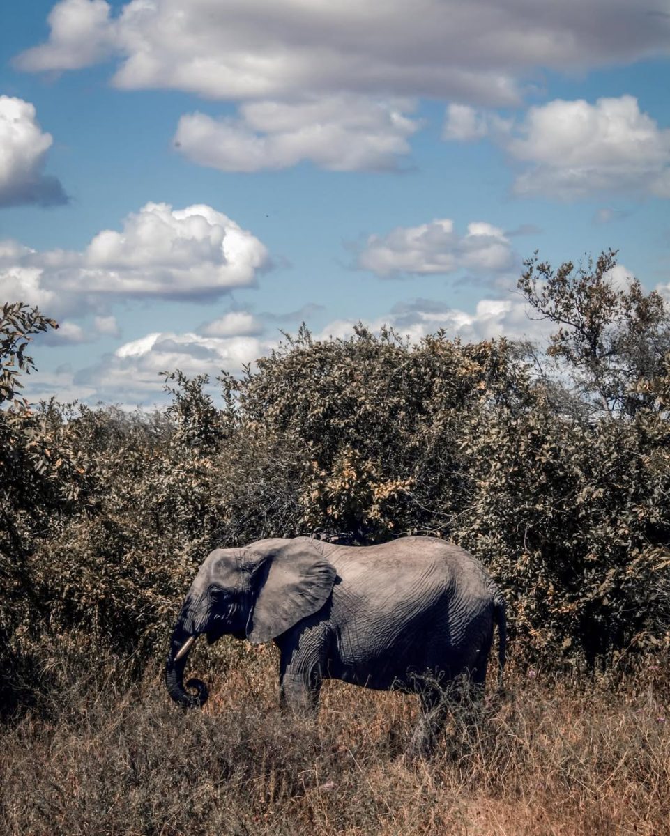 Serengeti Serenity